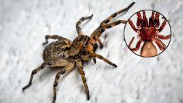 Foto que representa a Descubren nueva araña GIGANTE considerada más peligrosa que la violinista