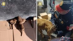 Policías ayudan a dar a luz a perrita en Cetram Indios Verdes