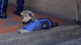 Foto que representa a Perrito se hace viral por acompañar su dueño al trabajo y estar vestido igual que él