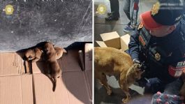 Foto que representa a Policías ayudan a dar a luz a perrita en Cetram Indios Verdes