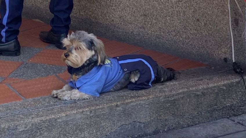 Perrito se hace viral por acompañar su dueño al trabajo y estar vestido igual que él