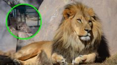 Cuidador de leones graba en VIDEO su propia muerte tratando de impresionar a su novia | IMÁGENES FUERTES