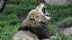 Niño de ocho años sobrevive durante cinco días en una reserva habitada por 40 leones, hipopótamos y elefantes