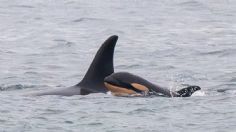 Mamá orca que arrastró por 17 días a su bebé muerto sufre la pérdida de nueva cría; otra vez nada junto al cadáver