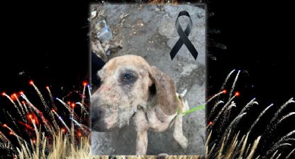 ¡Justicia para Rayito! Muere perrito tras crisis por pirotecnia en fiesta de Año Nuevo