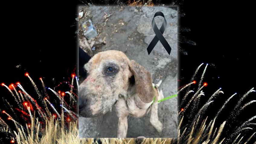 ¡Justicia para Rayito! Muere perrito tras crisis por pirotecnia en fiesta de Año Nuevo