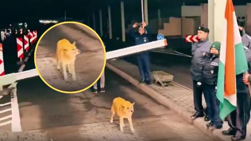 Un perrito, el primero en cruzar libre frontera de Rumania con Europa; lo reciben con aplausos | VIDEO