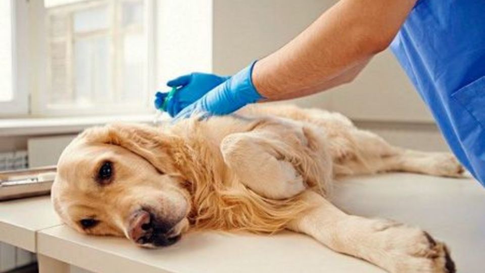 Especialistas revelan cuando se debe sacrificar a un perro anciano. Fuente: Pinterest