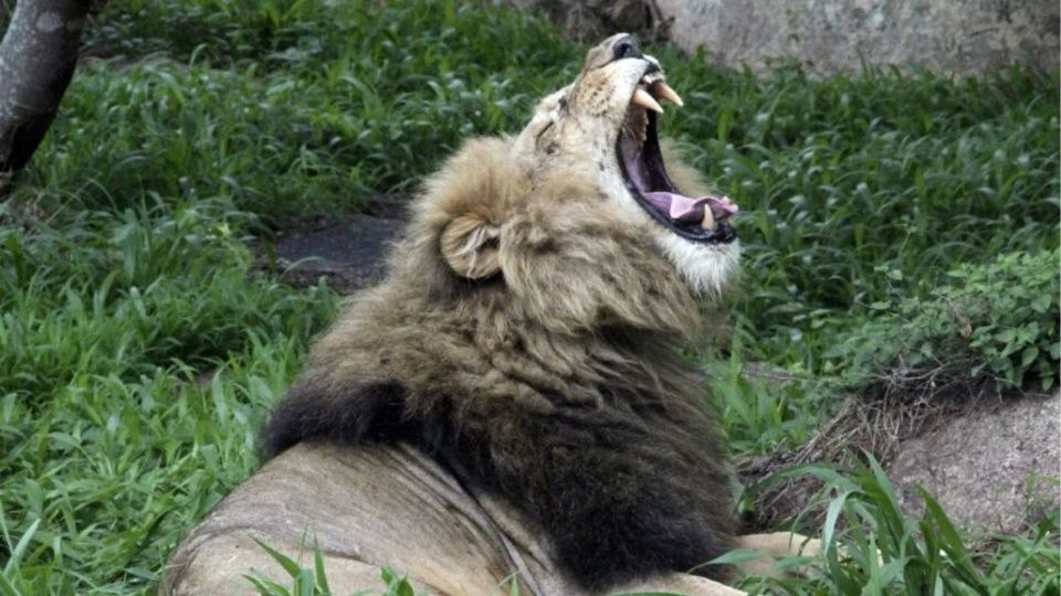 Un león, fotografiado en un parque natural de Zimbabue.