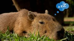 Ave despertando a capibara bebé será lo más tierno que verás hoy | VIDEO