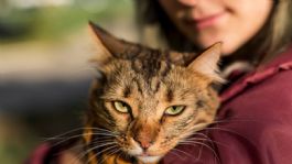 Foto que representa a Especialistas revelan por qué los gatos muerden a sus amos cuando los acarician