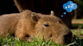 Foto que representa a Ave despertando a capibara bebé será lo más tierno que verás hoy | VIDEO