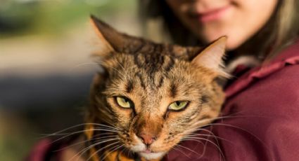 Especialistas revelan por qué los gatos muerden a sus amos cuando los acarician