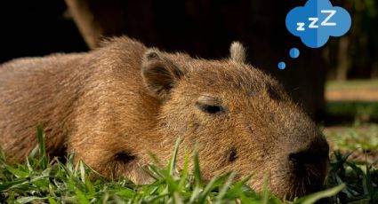 Ave despertando a capibara bebé será lo más tierno que verás hoy | VIDEO