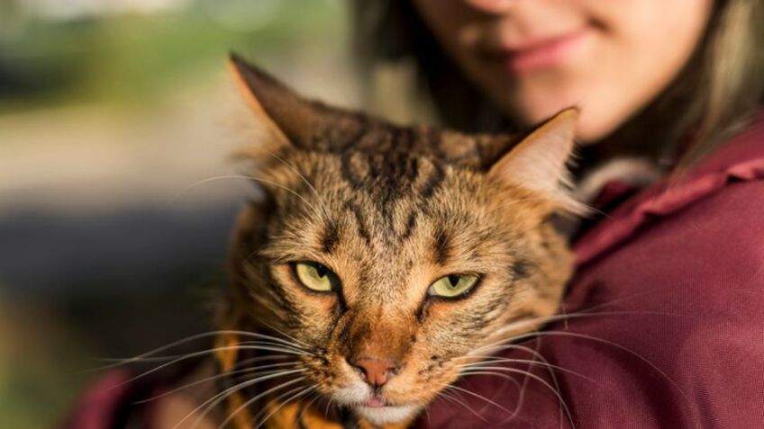 Especialistas revelan por qué los gatos muerden a sus amos cuando los acarician