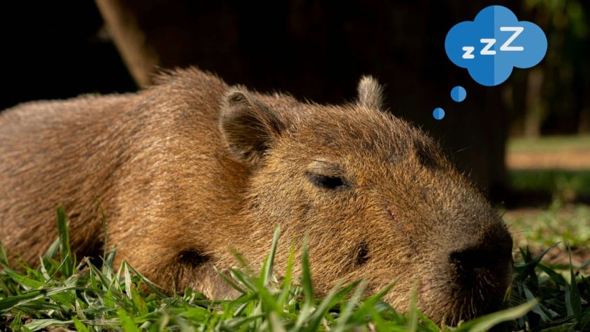 Ave despertando a capibara bebé será lo más tierno que verás hoy | VIDEO