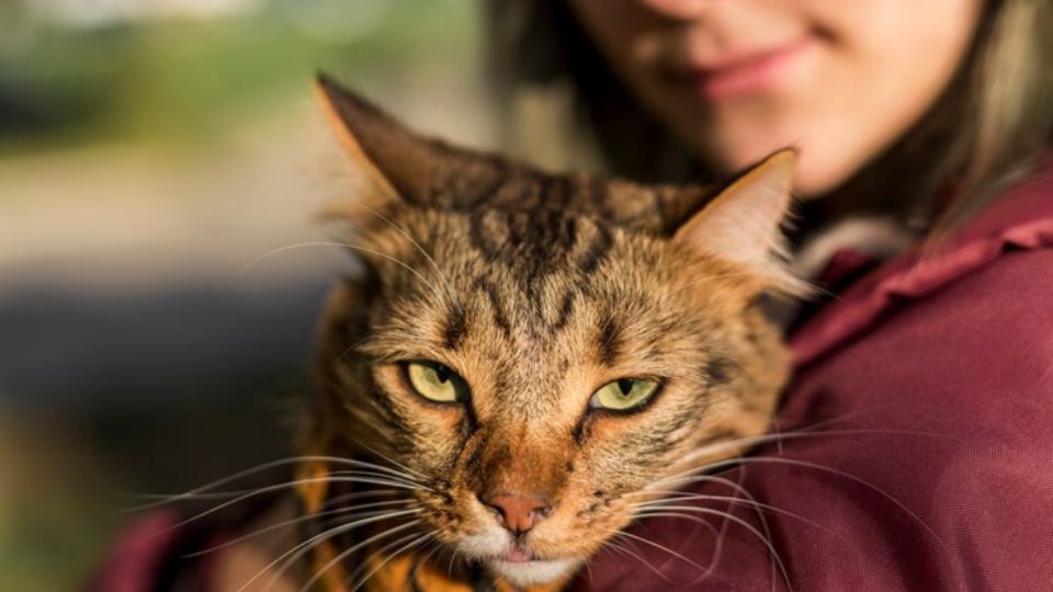 Especialistas revelan por qué los gatos muerden a sus amos cuando los acarician. Fuente: Freepik