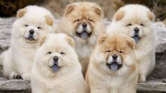 Etimología canina: esta es la historia del origen de la raza de perro Chow Chow