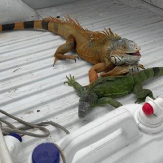 Implementan Operativo de Rescate de Iguanas en la Laguna del Carpintero