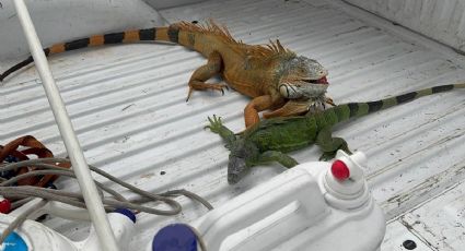 Implementan Operativo de Rescate de Iguanas en la Laguna del Carpintero