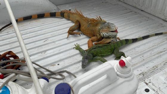 Implementan Operativo de Rescate de Iguanas en la Laguna del Carpintero