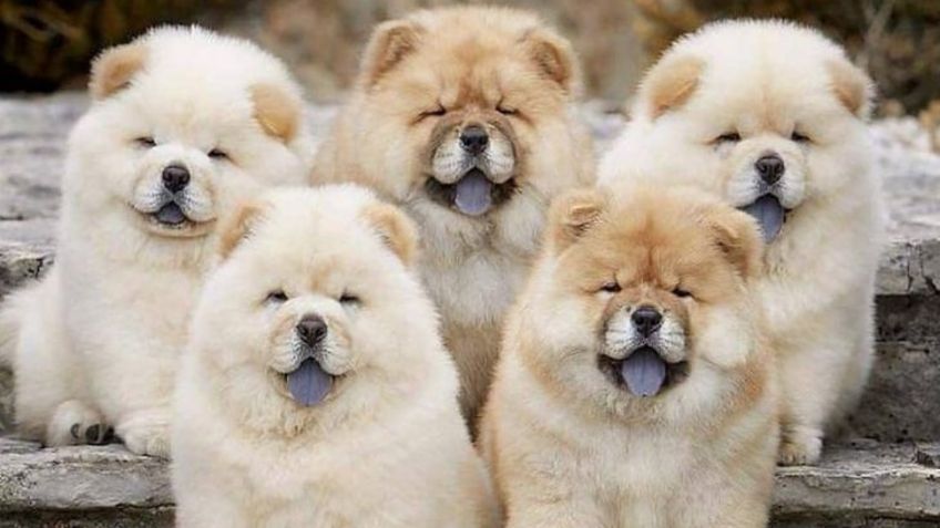 Etimología canina: esta es la historia del origen de la raza de perro Chow Chow