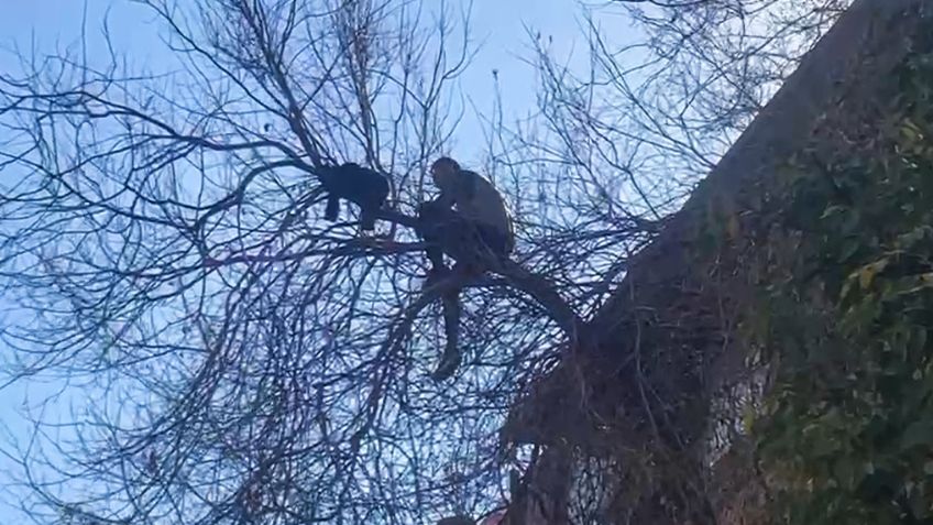 Movilización policiaca por hombre que se arrojó a árbol y se niega a ser rescatado en Luis Moya