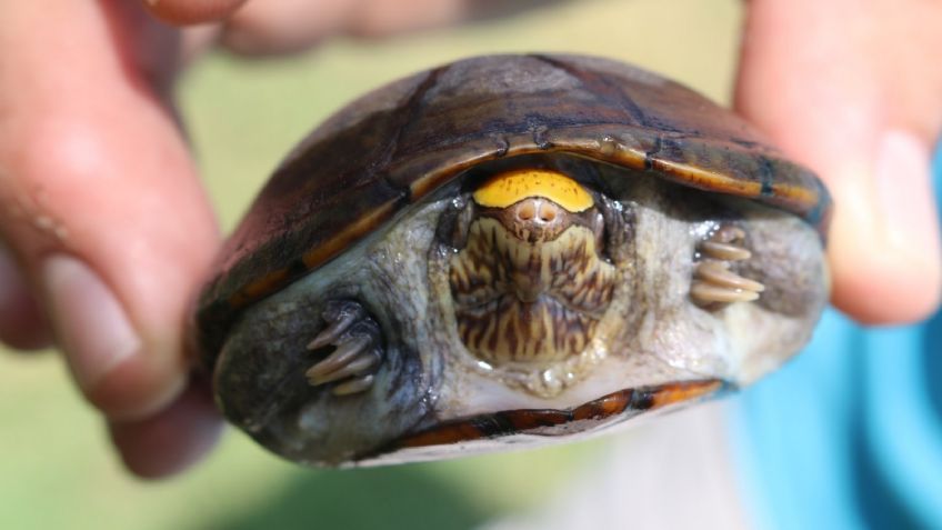 Roban más de 50 tortugas casquito, especie en peligro de extinción, de un centro de investigación; indagan su paradero