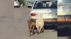 Indigna taxista que amarró a dos perritos a su carro y lo puso en marcha | VIDEO