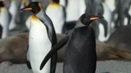 Foto que representa a Pingüino mutante es hallado y así luce con su rara apariencia | VIDEO