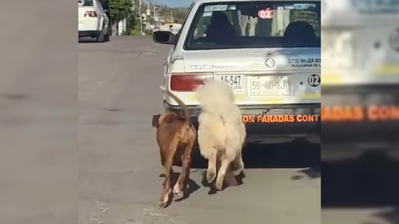 Se desconoce el estado de salud de los perritos.