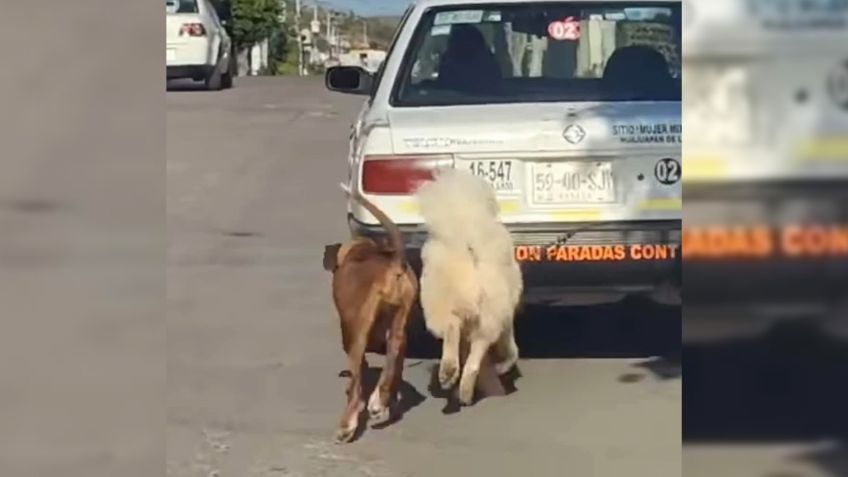 Indigna taxista que amarró a dos perritos a su carro y lo puso en marcha | VIDEO