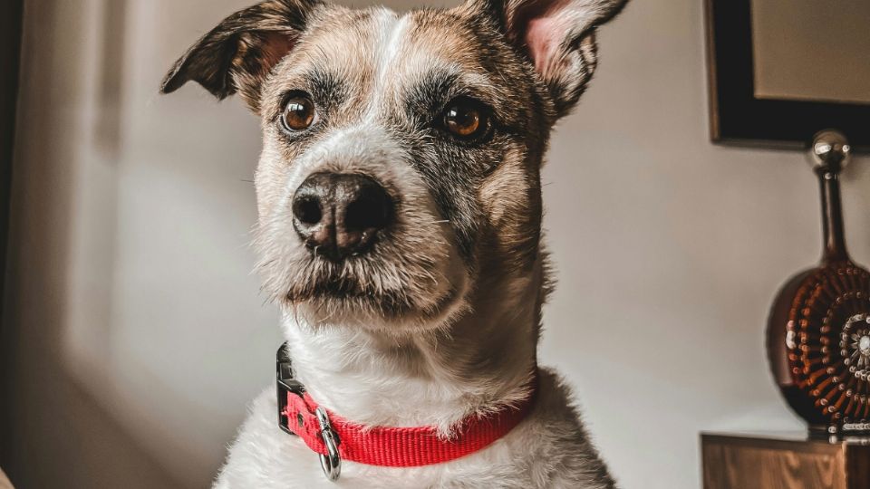 Los colores en los collares para perro te pueden dar información sobre su comportamiento.