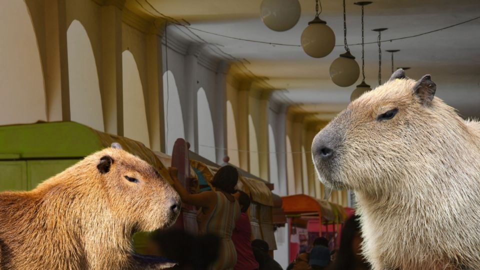 El Capibara Fest durará cinco días, y es muy fácil llegar hasta el sitio donde se llevará a cabo.