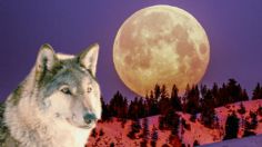 Qué es la luna del lobo que inspiró a Google para el doodle de hoy 23 de enero