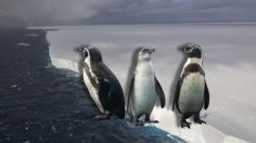 El iceberg más grande del mundo podría chocar con una isla con millones de pingüinos, esto sabemos