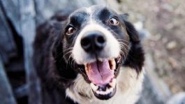 Foto que representa a ¿Por qué los perros tienen bigotes? Esta es la función que cumplen, además de hacerlos ver tiernos