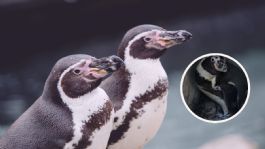 Foto que representa a Nace un pingüino en el Acuario de Mazatlán; preparan convocatoria para ponerle nombre