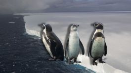 Foto que representa a El iceberg más grande del mundo podría chocar con una isla con millones de pingüinos, esto sabemos