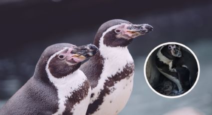 Nace un pingüino en el Acuario de Mazatlán; preparan convocatoria para ponerle nombre | VIDEO