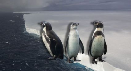 El iceberg más grande del mundo podría chocar con una isla con millones de pingüinos, esto sabemos