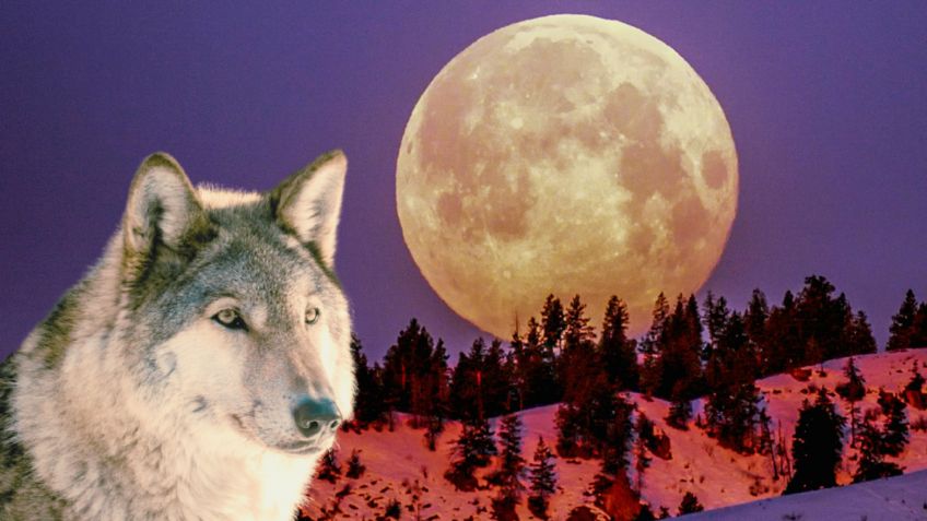 Qué es la luna del lobo que inspiró a Google para el doodle de hoy 23 de enero