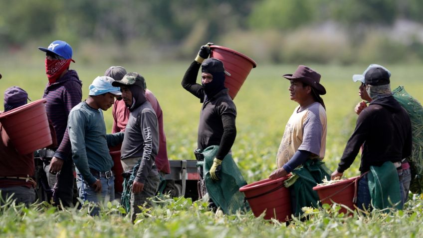 Mañanera del Pueblo: resaltan importancia de mexicanos en la economía de Estados Unidos