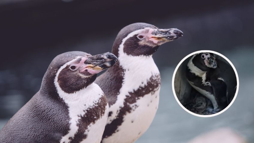 Nace un pingüino en el Acuario de Mazatlán; preparan convocatoria para ponerle nombre | VIDEO