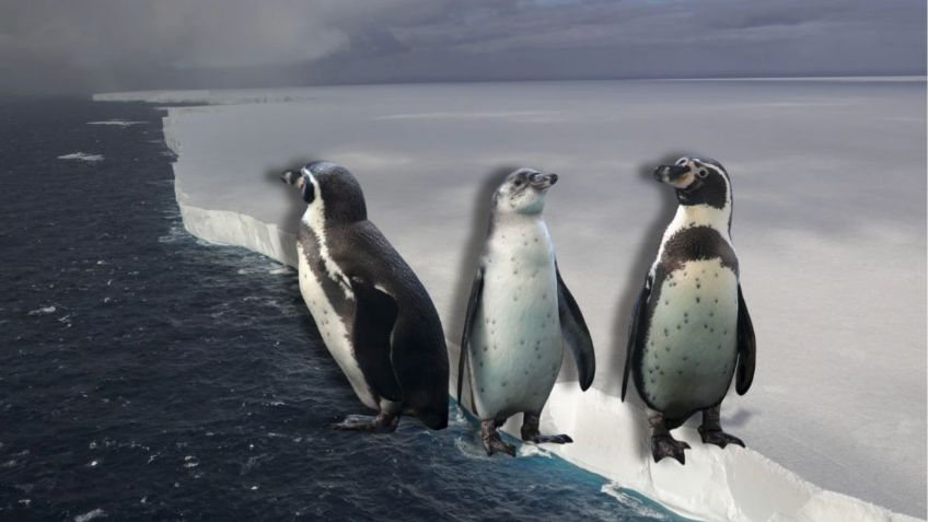 El iceberg más grande del mundo podría chocar con una isla con millones de pingüinos, esto sabemos