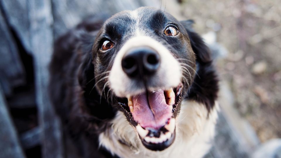 Los bigotes de los perros también son conocidos como vibrisas.