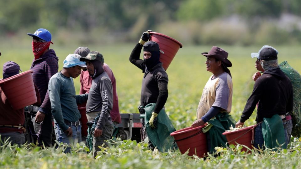 Un grupo de rabajadores mexicanos y latinos cosechan frijoles en Homestead, Florida.