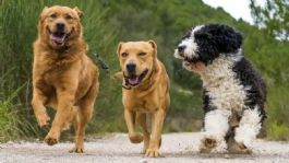 Foto que representa a Cuáles son las razas de perros más activas de todas