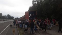 Foto que representa a Saquean tráiler con cervezas tras volcadura en libramiento Xalapa-Perote