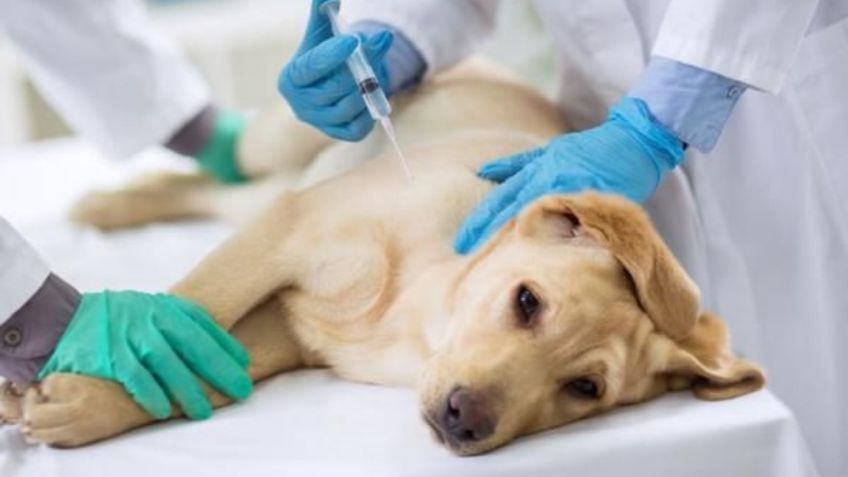 Veterinarios advierten las 2 palabras prohibidas que no pueden usar los dueños al despedirse de sus mascotas